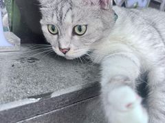 -椰皇鸡饭·烧味烧腊