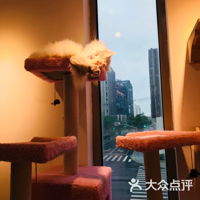 麒麟猫咪主题餐厅咖啡馆
