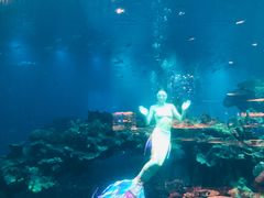 -海棠湾洲际-涛·海底餐厅·美人鱼·自助餐·海底隧道
