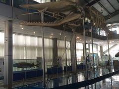 -上海海洋大学鱼文化博物馆(军工路校区)