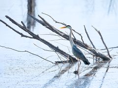 -野鸭湖国家湿地公园