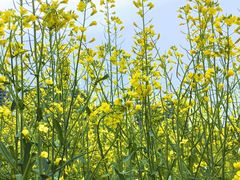 -光明小镇欢乐田园