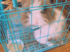 -志龙皇冠吃货椰子铺