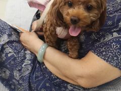 -利又安动物医院··老年病·猫科犬科·中兽医