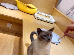 -滚猫咖啡·猫咖·猫友好撸猫(未来城店)