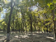 -长白岛森林公园