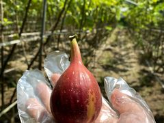 -武汉世外桃源农庄