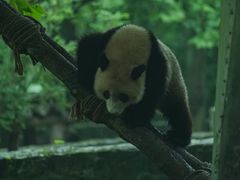 -都江堰中华大熊猫苑