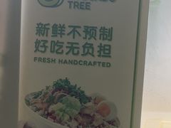 -油梨树AVOCADO TREE(顺义新国展店)