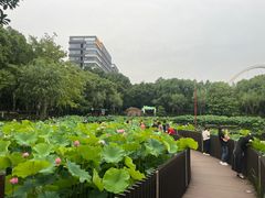 -陈家山荷花公园