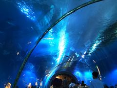 -涛·海底餐厅·美人鱼·自助餐·海底隧道(三亚海棠湾洲际度假酒店)