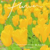 攻略 | 静安区0元不排队赏樱🌸保姆级指南建议收藏