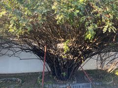 -北京鲁迅博物馆(北京新文化运动纪念馆鲁博馆区)