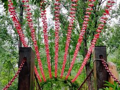 -合肥滨湖国家森林公园