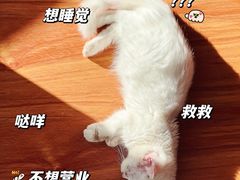 -喵百万·布偶·蓝金金渐层英短·猫舍(百子湾店)