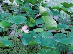 -长春净月潭风景名胜区