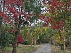 -上海海湾国家森林公园