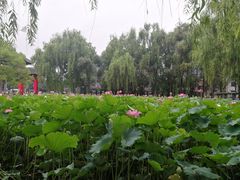 -四川大学(望江校区)