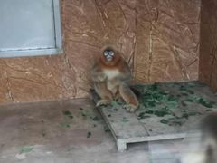 -西霞口神雕山野生动物世界