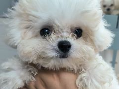 -萌宠之家·腊肠犬·马尔泰·小体犬舍