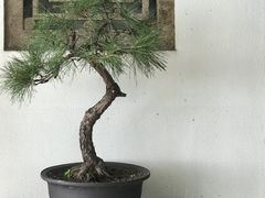 -青竺·青竹茶舍(断桥店)