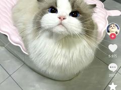 -宠爱国际动物医院· 猫科· 外科·中兽医(长白店)