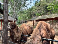 -大连森林动物园