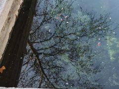 -趵突泉景区