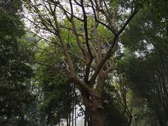 -国际非物质文化遗产博览园