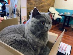 -猫小院猫主题咖啡厅(北锣店)
