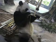 -海南热带野生动植物园