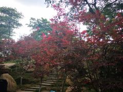 -广州市帽峰山景区