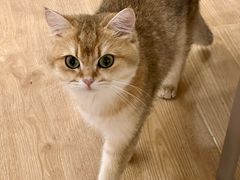 -有喵·猫咖·狗咖·40+猫狗有小奶狗(岗厦店)