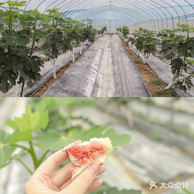 清远美食必吃榜!征服味蕾的无花果浸鸡