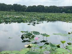 -荷塘月色湿地公园·向阳花洲