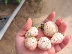 -喜杨洋草莓采摘园