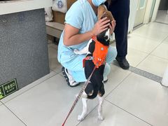 -纳吉亚猫专科动物医院博雅分院