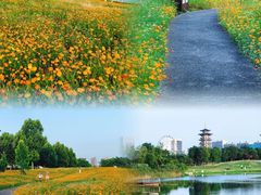 -洋湖国家湿地公园