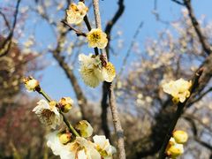 -梅花山(明孝陵内)