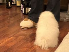 -多乐狗狗宠物训练工作室