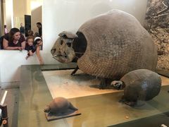 -美国自然历史博物馆