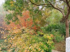 -大兴滨河森林公园