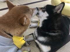 -逗柴咖啡屋·狗咖猫咖宠物桌游
