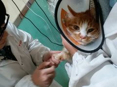 -米苏动物医院·犬猫专科·骨科外科内窥镜