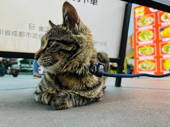 -四川大学华西口腔医院(华西院区)