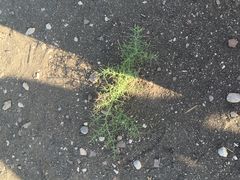 -孟农神像