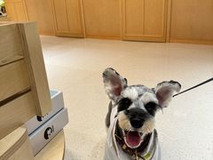 -帕帕拉兹宠物(亚洲旗舰店)