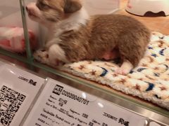 -狗道宠物(常熟印象城店)