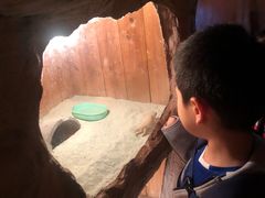 -上海大自然野生昆虫馆(东方明珠·爬宠昆虫探索中心)