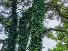 -敬亭山风景名胜区